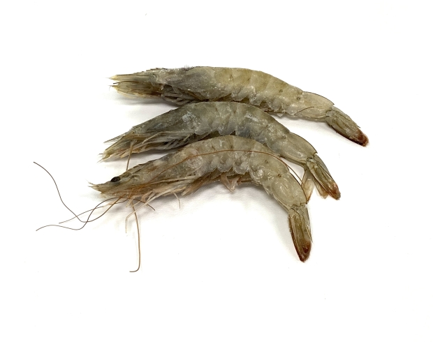 Head On White Shrimp 20/30